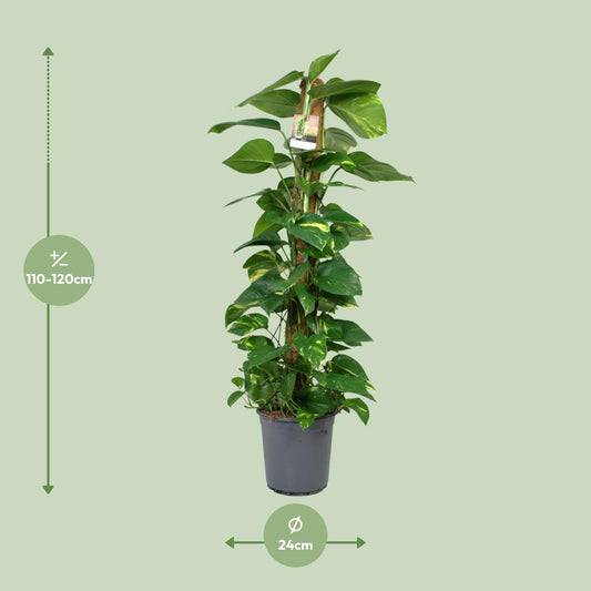 Pothos - Epipremnum aureum - Ø24cm - ↕120cm