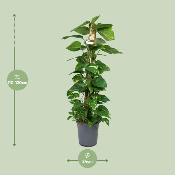 Pothos - Epipremnum aureum - Ø24cm - ↕120cm
