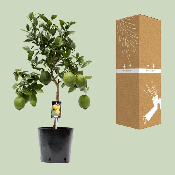 Citroenboom - Citrus Lemon - Ø22cm - ↕80cm