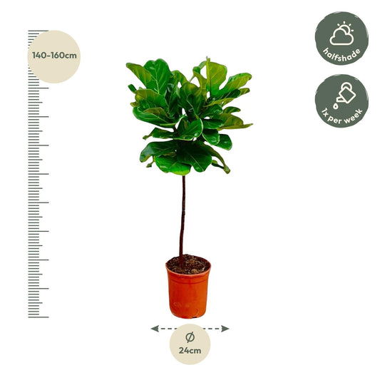 Vioolbladplant - Ficus lyrata stam - Ø24cm - ↕130cm