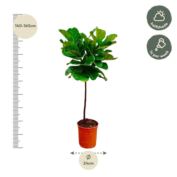 Vioolbladplant - Ficus lyrata stam - Ø24cm - ↕130cm