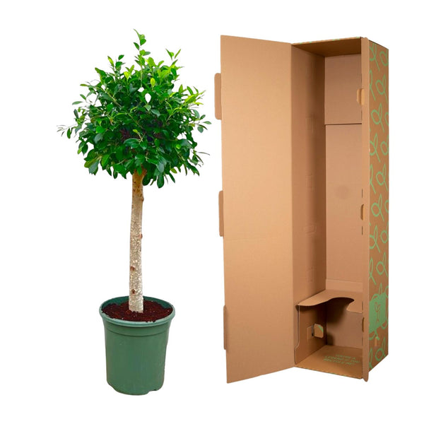Haagvijg - Ficus nitida - Ø30cm - ↕130cm