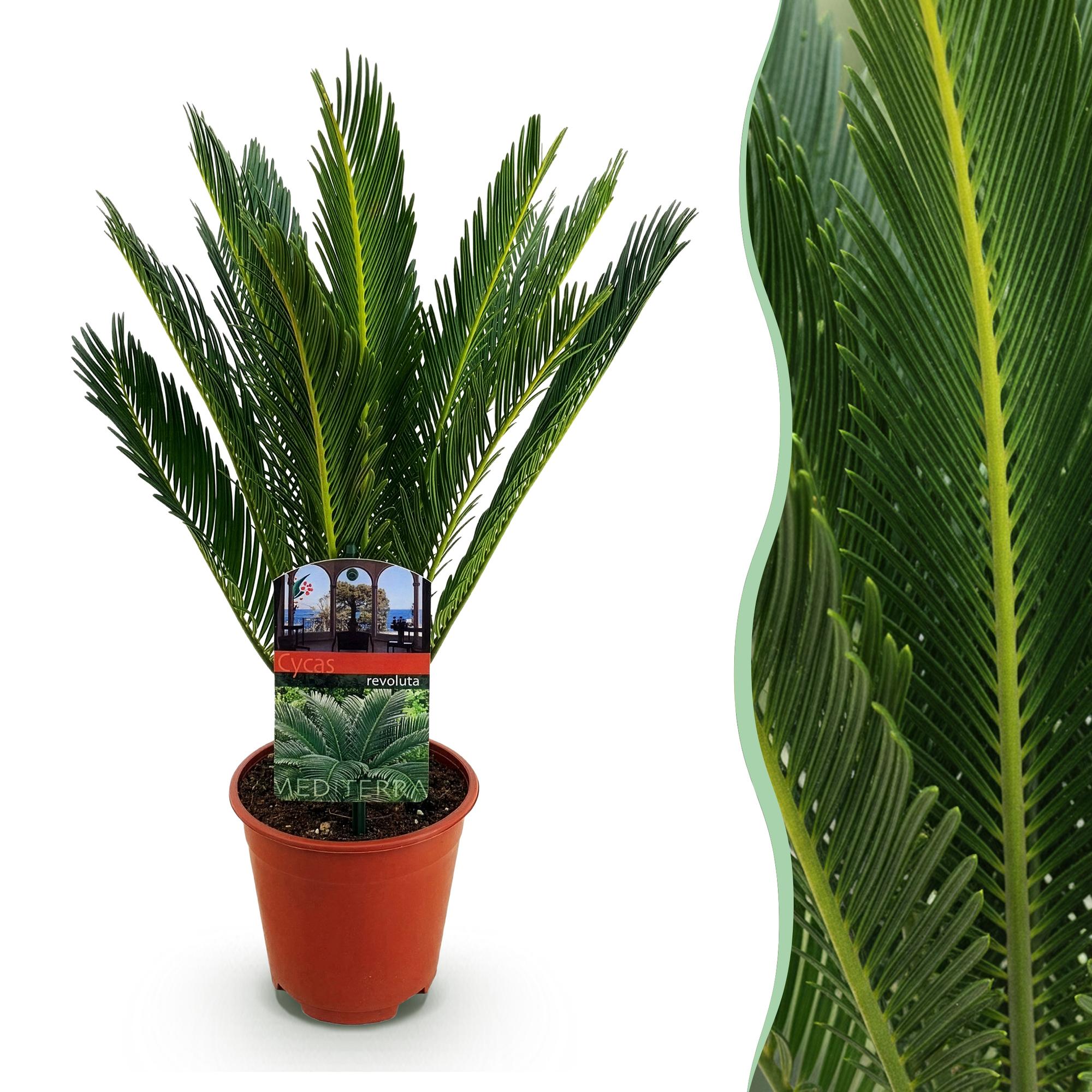 Cycas revoluta - Palmvaren - Ø15cm - ↕45-55cm