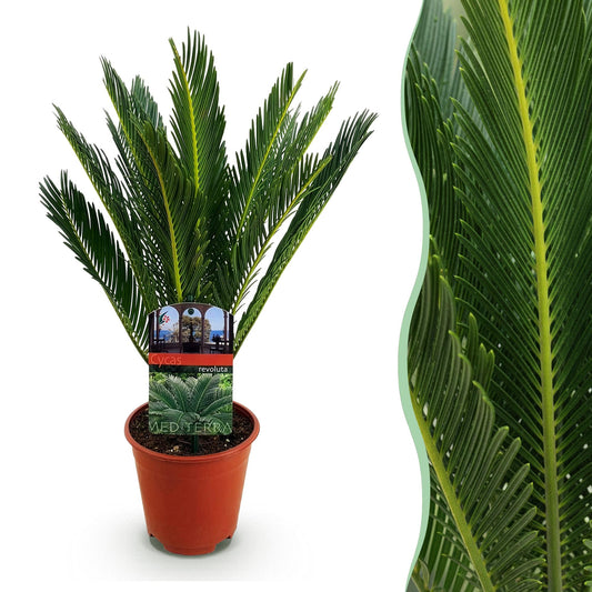 Cycas revoluta - Palmvaren - Ø15cm - ↕45-55cm
