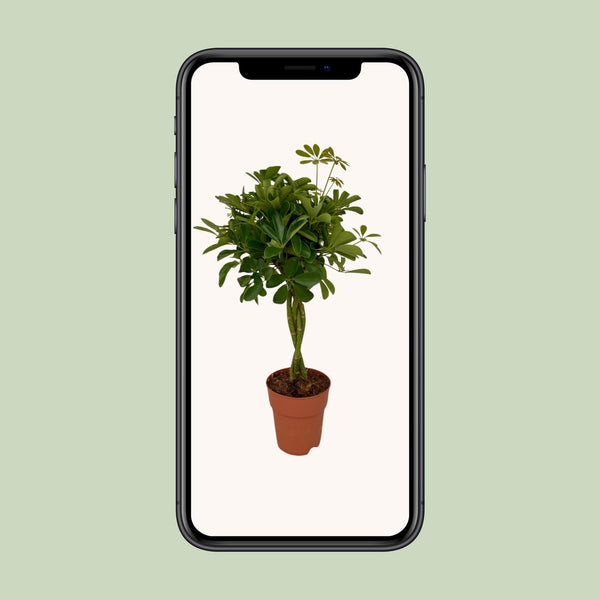 Vingerboom - Schefflera Compacta - Ø19cm - ↕80cm