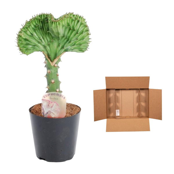 Wolfsmelk - Euphorbia lactea Cristata groen - Ø12cm - ↕35cm