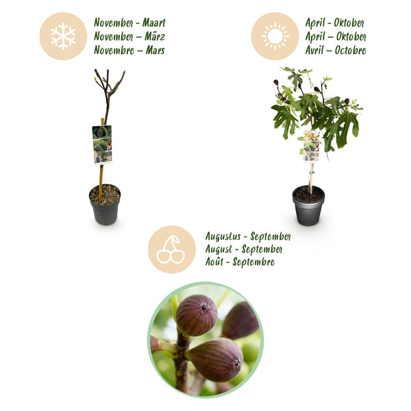 Vijgenboom op stam - Ficus carica Little Miss Figgy - Ø19cm - ↕90cm