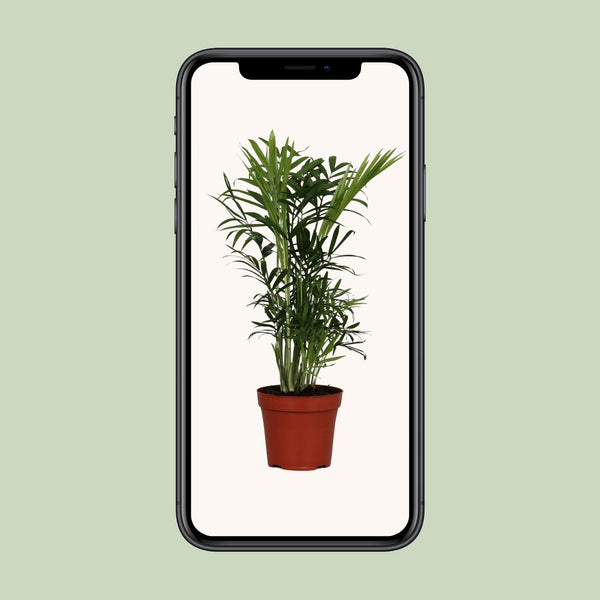 Bergpalm - Chamaedorea elegans - Ø12cm - ↕40cm