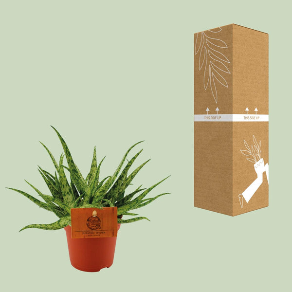 Aloe Spider - Ø10cm