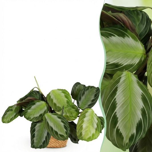 Gebedsplant - Maranta Fascinator Silverband - Ø12cm - ↕25cm