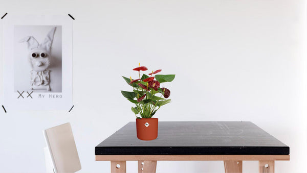 Flamingoplant - Anthurium Calon In Transparant Sleeve - Ø12cm - ↕36cm