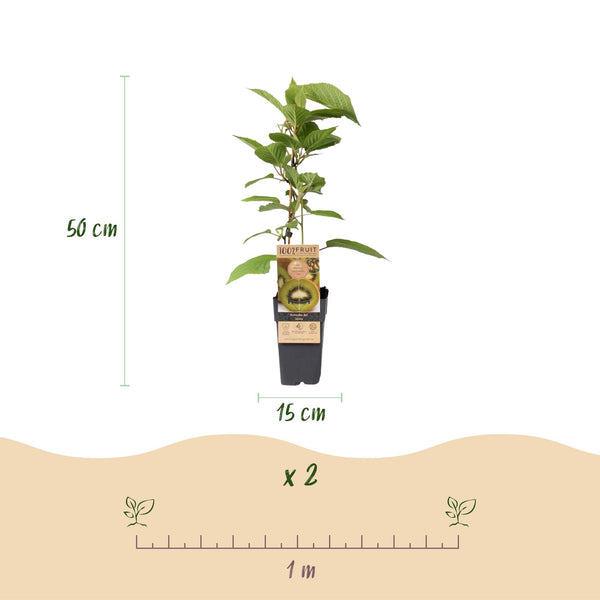 Kiwiplant - Actinidia deliciosa Jenny - Ø15cm - ↕50cm