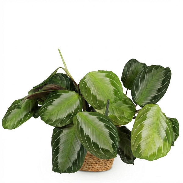 Gebedsplant - Maranta Fascinator Silverband - Ø12cm - ↕25cm