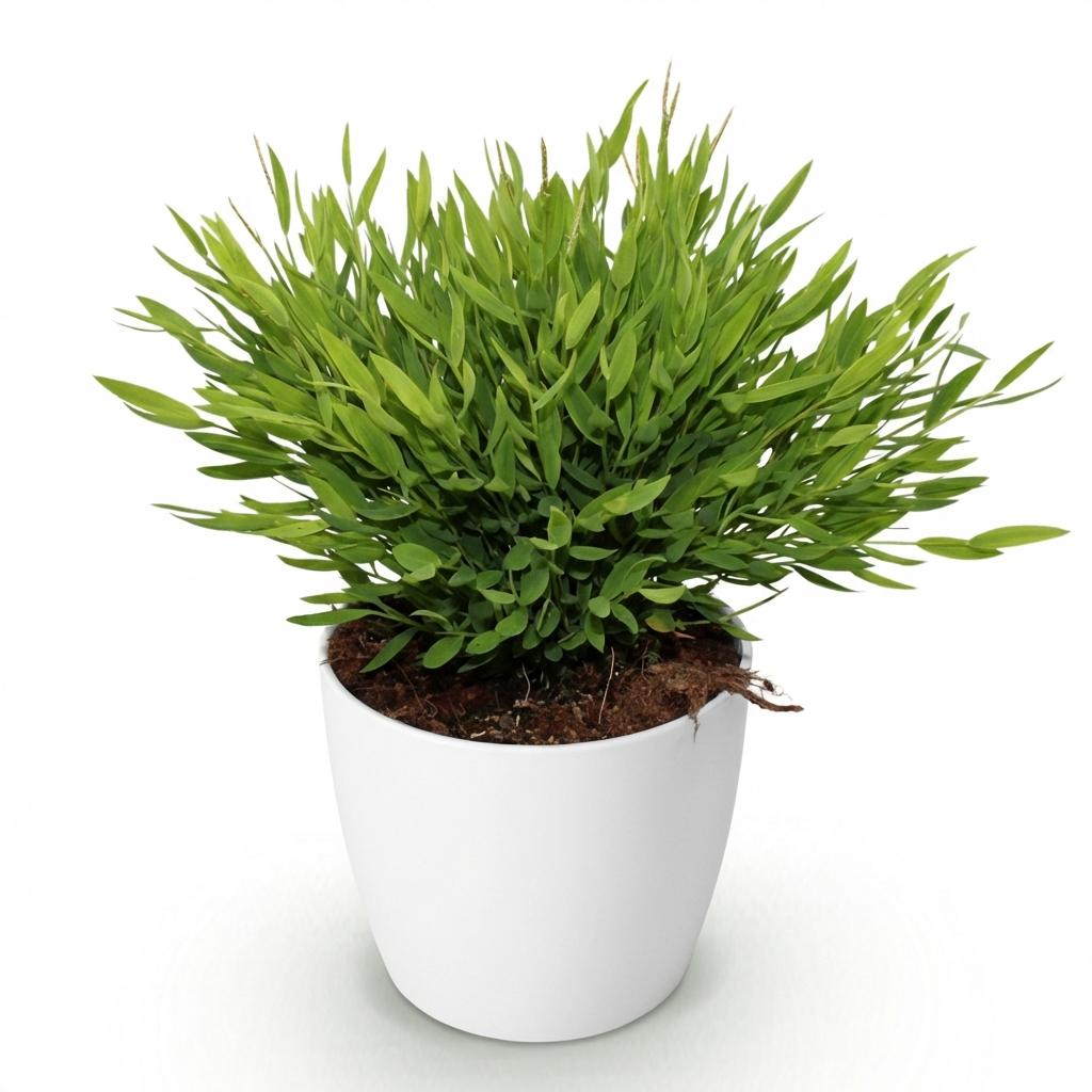 Bamboegras - Bambusa Pogonatherum Monica - incl. Elho Potter - wit - Ø12cm - ↕20cm