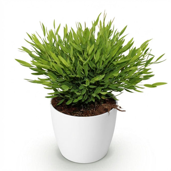 Bamboegras - Bambusa Pogonatherum Monica - Ø12cm - ↕20cm