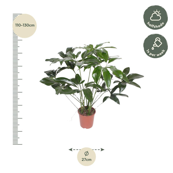 Philodendron Green Wonder - Ø24cm - ↕100cm