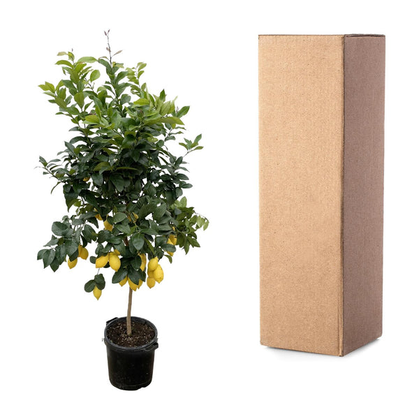 Citroenboom - Citrus Lemon - Ø40cm - ↕200cm