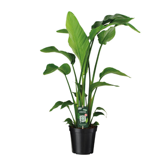 Witte paradijsvogelplant - Strelitzia nicolai - Ø19cm - ↕90cm