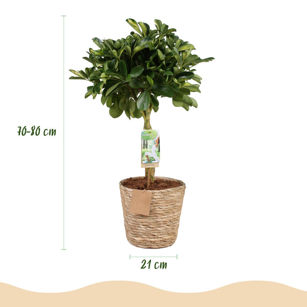 Vingerboom - Schefflera Gold Capelle - Goud - Ø21cm - ↕70-81cm