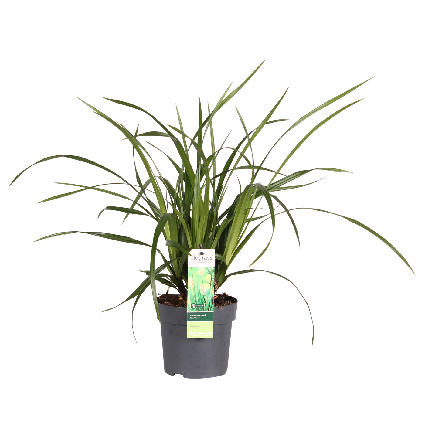Zegge - Carex morrowii Irish Green - Ø19cm - ↕40cm