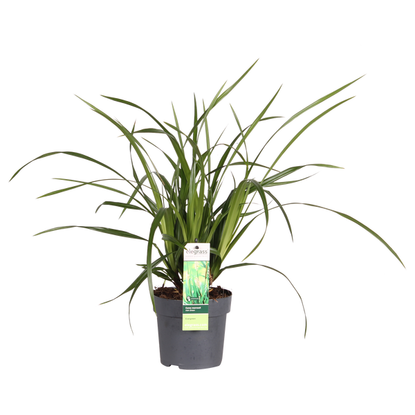 Zegge - Carex morrowii Irish Green - Ø19cm - ↕40cm