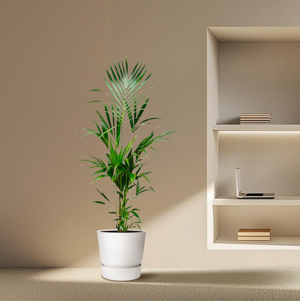 Kentiapalm - Kentia palm - Ø21cm - ↕180cm