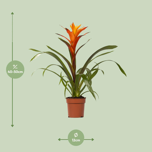 Guzmania Variada - Ø12cm↕50cm