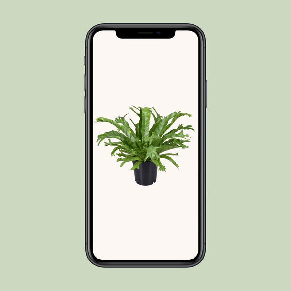 Tongvaren - Asplenium nidus Crissie - Ø17cm - ↕40cm