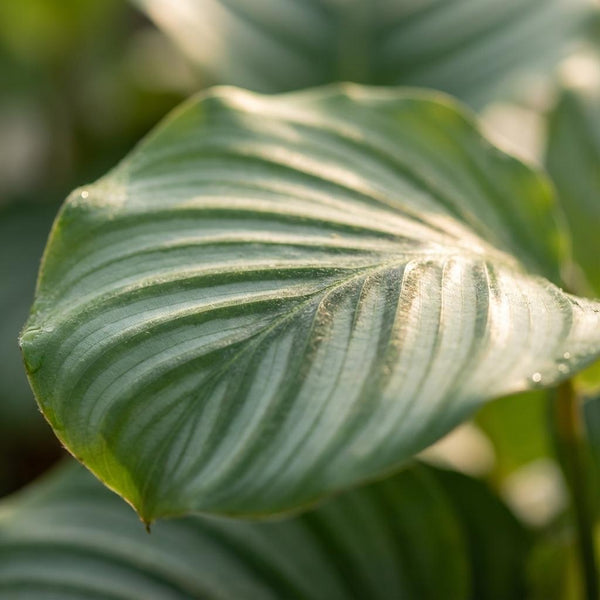 Calathea Orbifolia - Ø19cm - ↕60cm