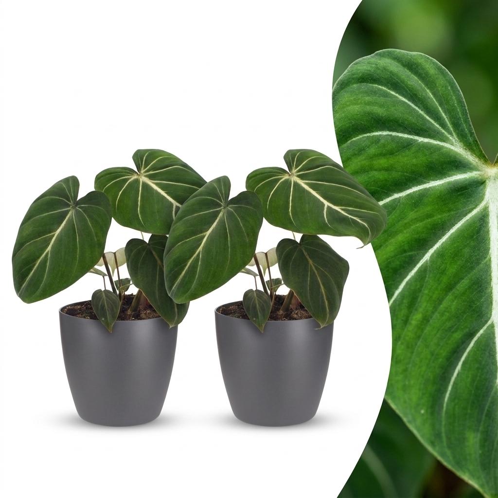 2x Philodendron Gloriosum - incl. Elho Potter - grijs - Ø12cm - ↕25cm