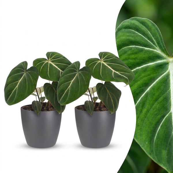 2x Philodendron Gloriosum - incl. Elho Potter - grijs - Ø12cm - ↕25cm