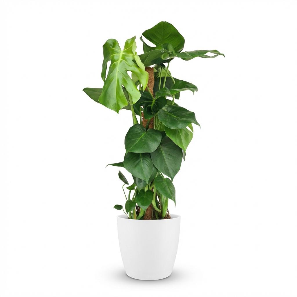 Gatenplant - Monstera deliciosa mosstok - Ø19cm - ↕90cm