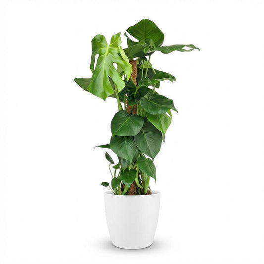 Gatenplant - Monstera deliciosa mosstok - Ø19cm - ↕90cm