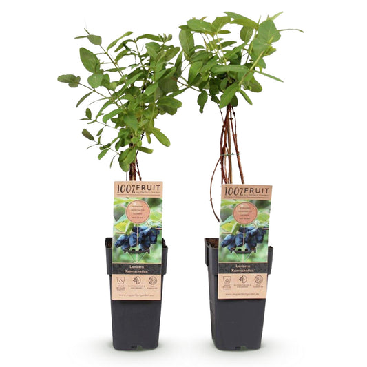 Honingbes - Lonicera caerulea Kamchatika - Ø15cm - ↕50cm