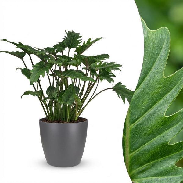 Philodendron Xanadu - Ø19cm - ↕60cm