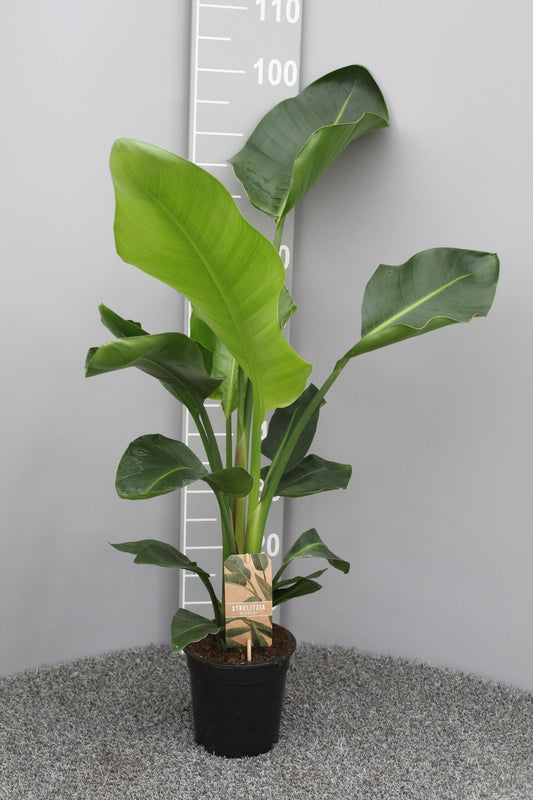 Witte paradijsvogelplant - Strelitzia nicolai - Ø17cm - ↕70cm