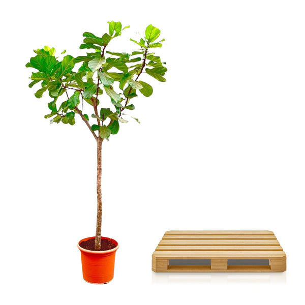 Vioolbladplant - Ficus lyrata XXXL - Ø45cm - ↕270cm