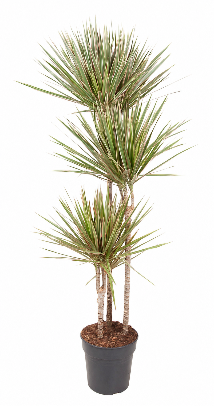 Drakenbloedboom - Dracaena biocolor - ↕160cm