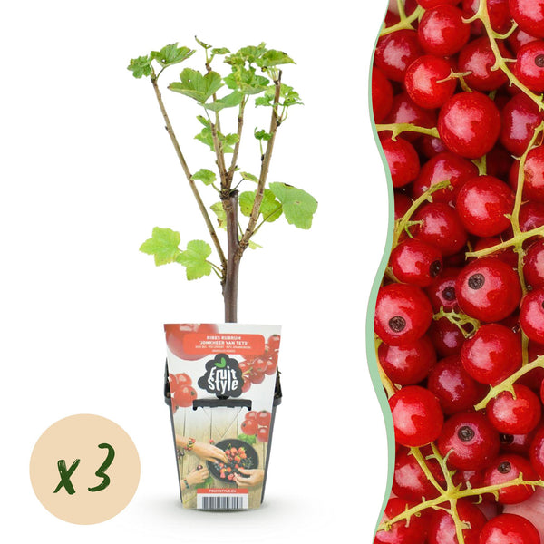 Rode bes - Ribes rubrum Jonkheer van Tets - Ø9cm