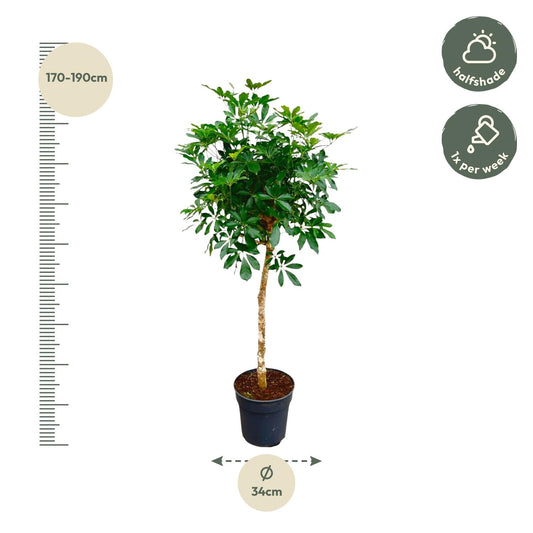 Vingerboom - Schefflera - Ø30cm - ↕170cm