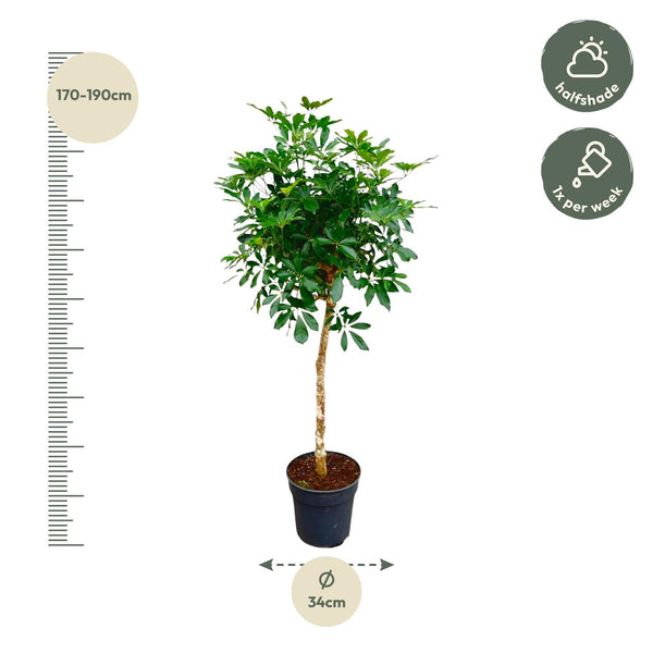 Vingerboom - Schefflera - Ø30cm - ↕170cm