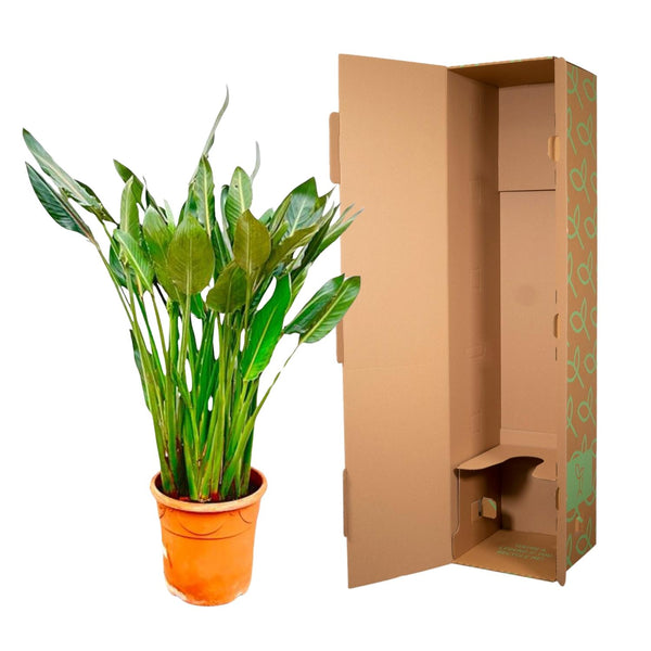 Paradijsvogelplant - Strelitzia reginae - Ø30cm - ↕150cm