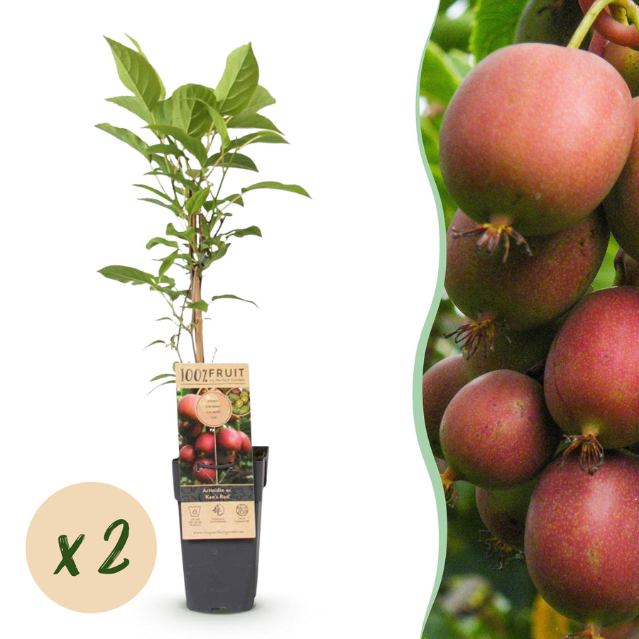 Kiwiplant - Actinidia deliciosa Ken