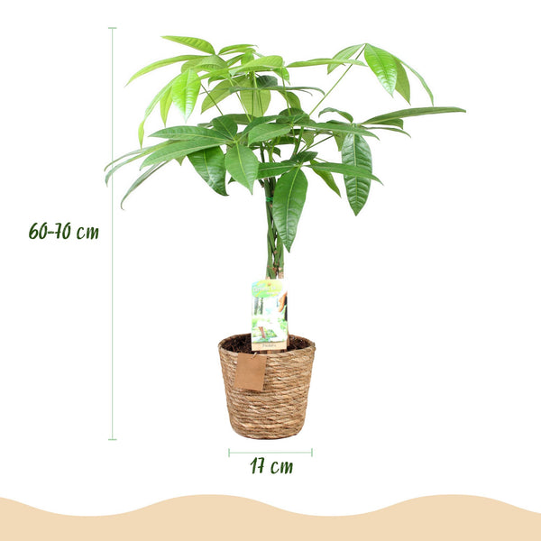 Geldboom - Pachira aquatica gevlochten stam - Ø17cm - ↕60-70cm