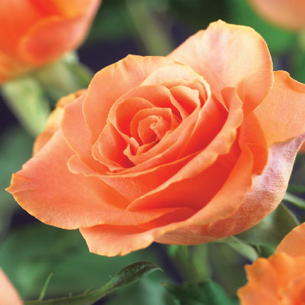 Klimroos - Rosa Orange Climber - Ø11cm - ↕40cm