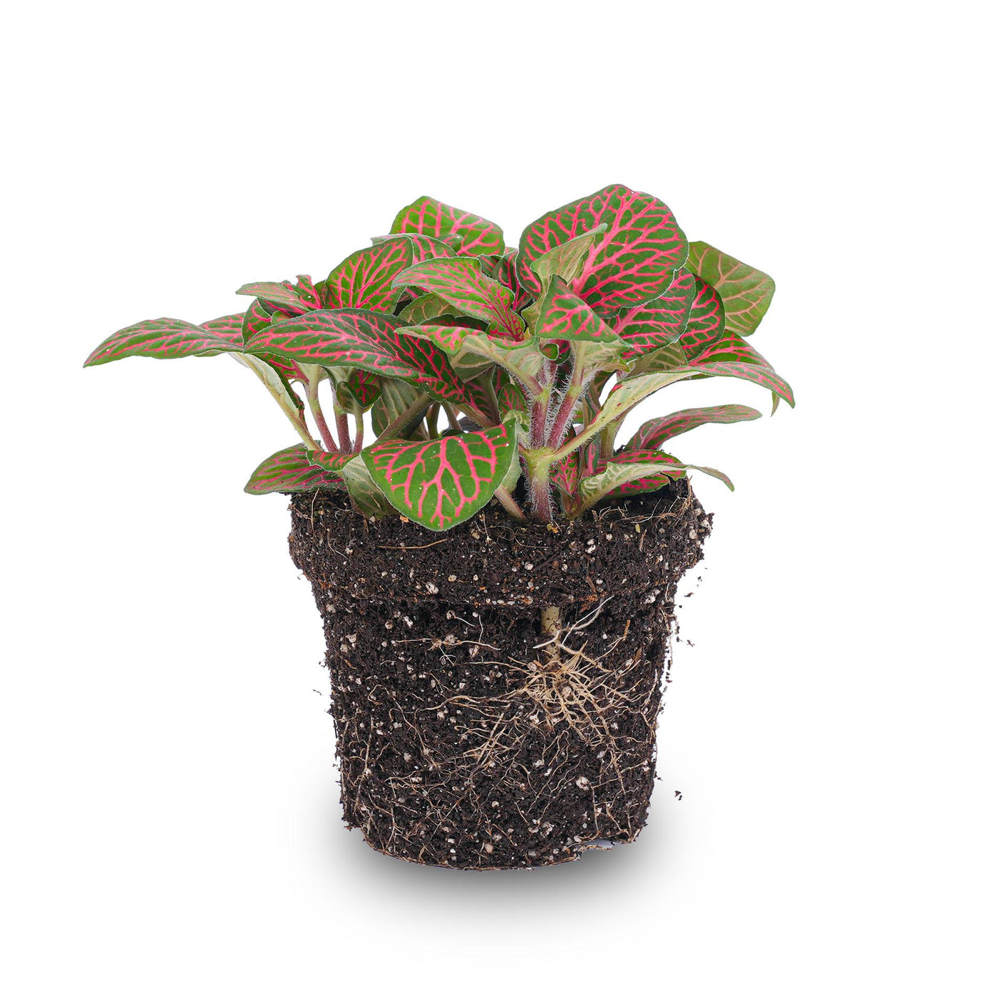 Mozaïekplant - Fittonia - rood - Ø8cm