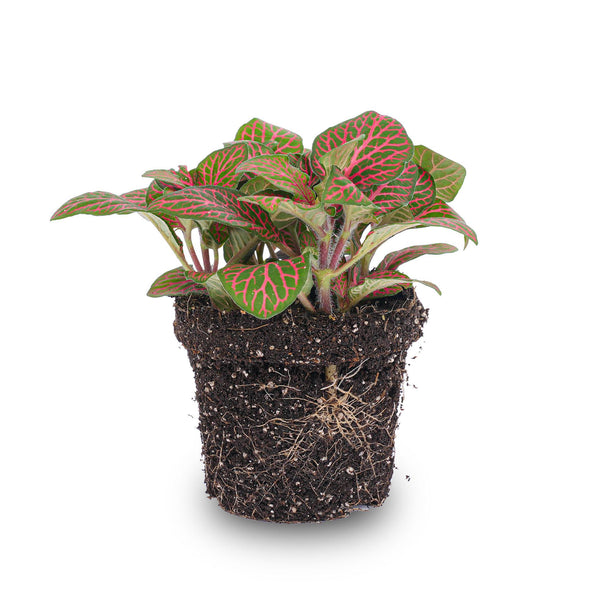 Mozaïekplant - Fittonia - rood - Ø8cm