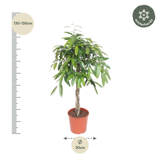Vijgenboom - Ficus Amstel King gevlochten stam - Ø30cm - ↕140cm