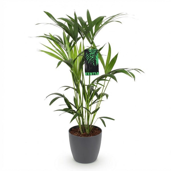 Kentiapalm - Howea forsteriana - Ø19cm - ↕80-85cm