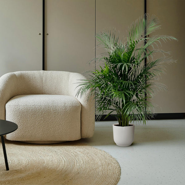 Arecapalm - Dypsis lutescens - Ø21cm - ↕140cm